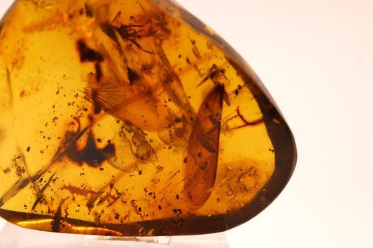 Chiapas amber with insects